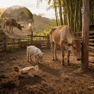 Jeringa para Vacunación Animal Lux